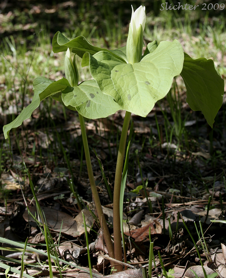 Giant Trillium, Great Trillium, Sessile Trillium: Trillium albidum (Synonym: Trillium parviflorum in Washington, Trillium chloropetalum)