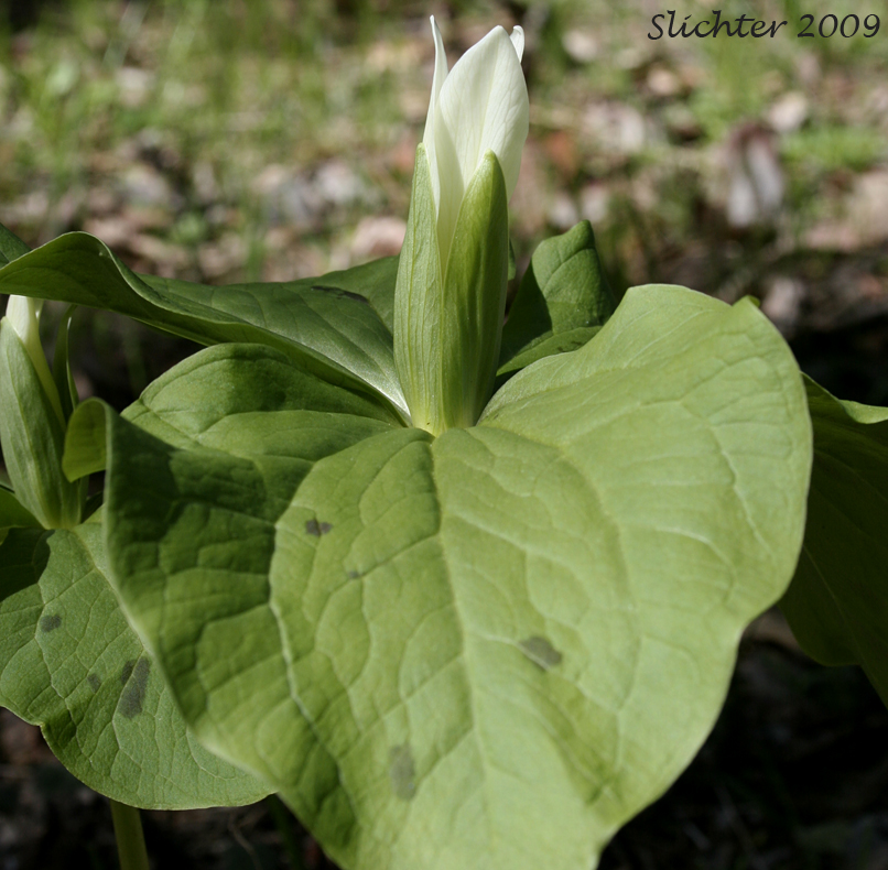 Giant Trillium, Great Trillium, Sessile Trillium: Trillium albidum (Synonym: Trillium parviflorum in Washington, Trillium chloropetalum)