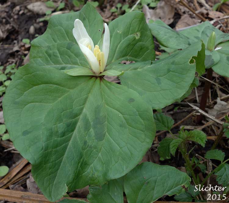 Small-flowered Trillium, Small-flowered Wakerobin: Trillium albidum ssp. parviflorum (Synonyms: Trillium chloropetalum, Trillium parviflorum)