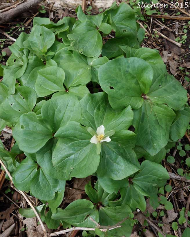 Small-flowered Trillium, Small-flowered Wakerobin: Trillium albidum ssp. parviflorum (Synonyms: Trillium chloropetalum, Trillium parviflorum)