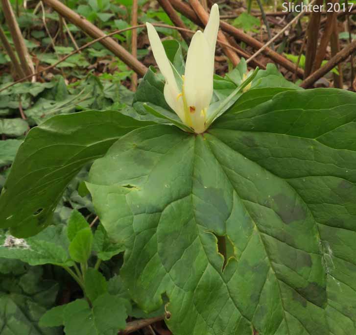 Small-flowered Trillium, Small-flowered Wakerobin: Trillium albidum ssp. parviflorum (Synonyms: Trillium chloropetalum, Trillium parviflorum)