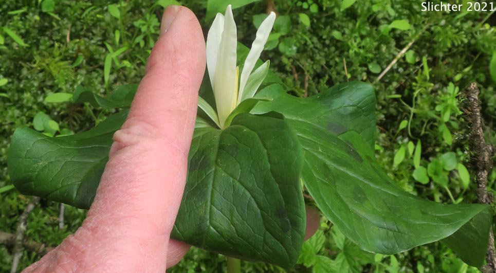 Small-flowered Trillium, Small-flowered Wakerobin: Trillium albidum ssp. parviflorum (Synonyms: Trillium chloropetalum, Trillium parviflorum)
