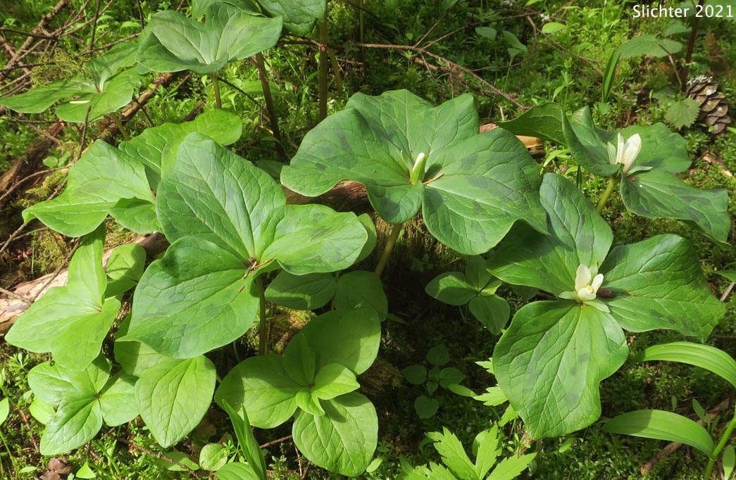 Small-flowered Trillium, Small-flowered Wakerobin: Trillium albidum ssp. parviflorum (Synonyms: Trillium chloropetalum, Trillium parviflorum)