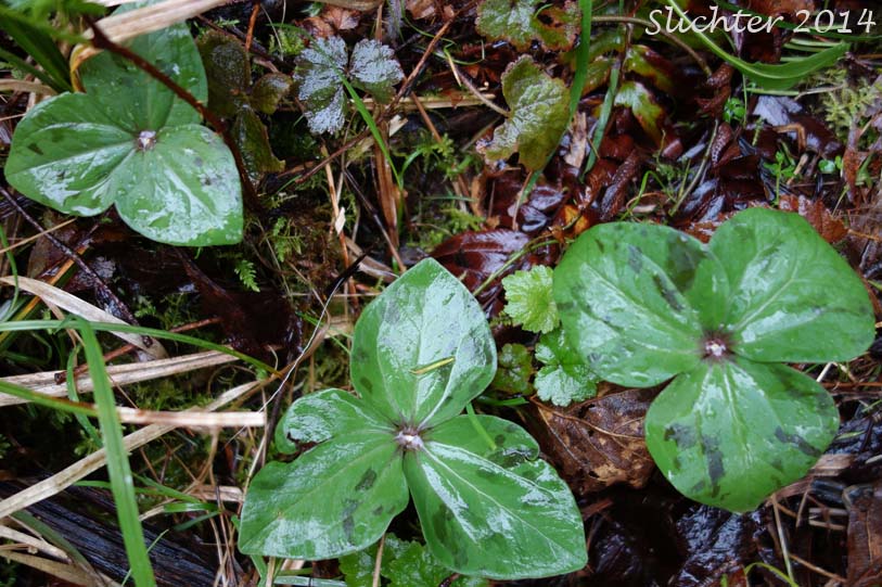 Giant Trillium, Great Trillium, Sessile Trillium: Trillium albidum (Synonyms: Trillium chloropetalum, Trillium parviflorum)