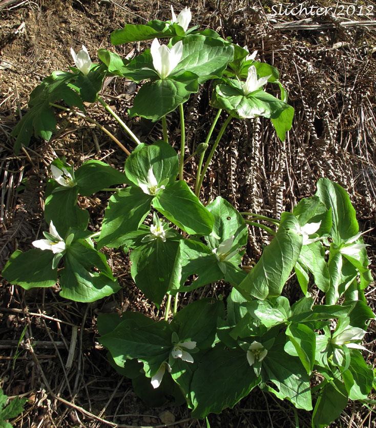 Giant Trillium, Great Trillium, Sessile Trillium: Trillium albidum (Synonyms: Trillium chloropetalum, Trillium parviflorum)