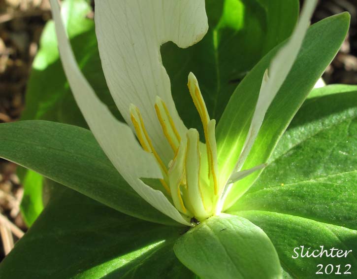 Giant Trillium, Great Trillium, Sessile Trillium: Trillium albidum (Synonyms: Trillium chloropetalum, Trillium parviflorum)