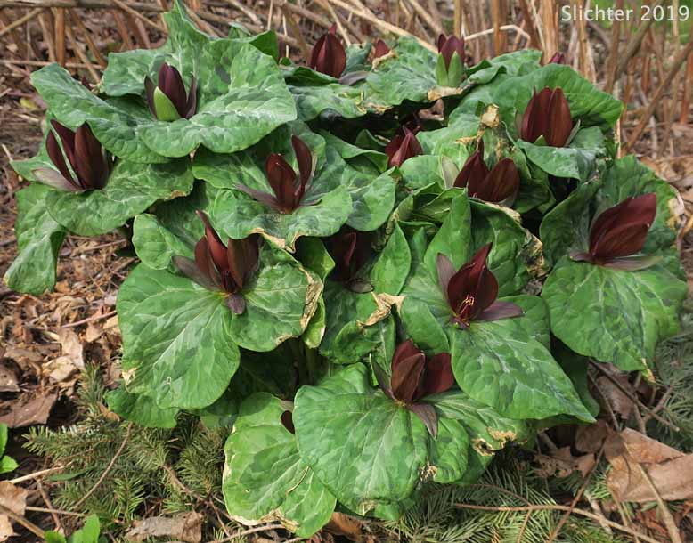 Giant Purple Wakerobin, Kurabayashii's Wakerobin: Trillium kurabayashii (Synonyms: Trillium angustipetalum, Trillium chloropetalum)