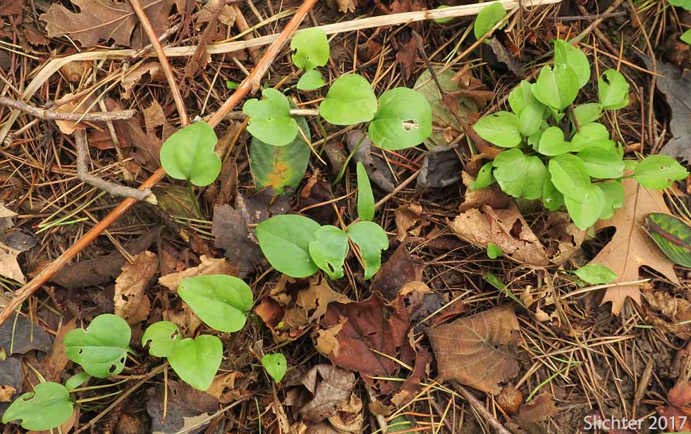 Giant Purple Wakerobin, Kurabayashii's Wakerobin: Trillium kurabayashii (Synonyms: Trillium angustipetalum, Trillium chloropetalum)