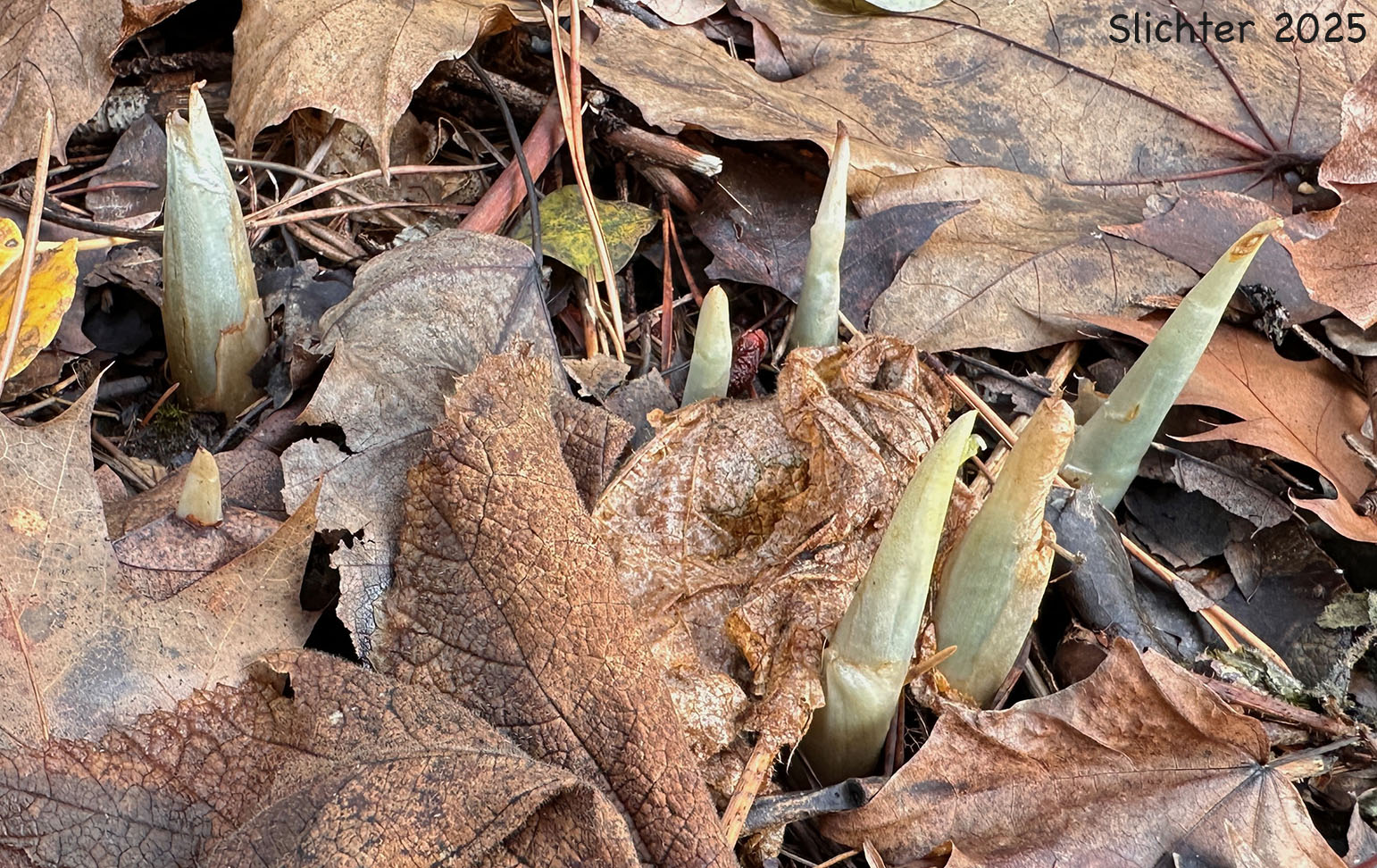 Leaf buds of Giant Purple Wakerobin, Kurabayashii's Wakerobin: Trillium kurabayashii (Synonyms: Trillium angustipetalum, Trillium chloropetalum) arising from the ground.