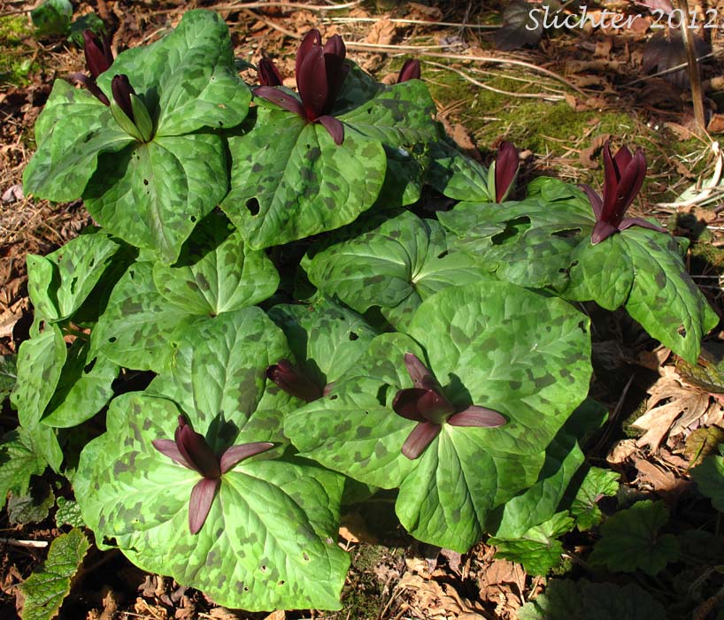 Giant Purple Wakerobin, Kurabayashii's Wakerobin: Trillium kurabayashii (Synonyms: Trillium angustipetalum, Trillium chloropetalum)