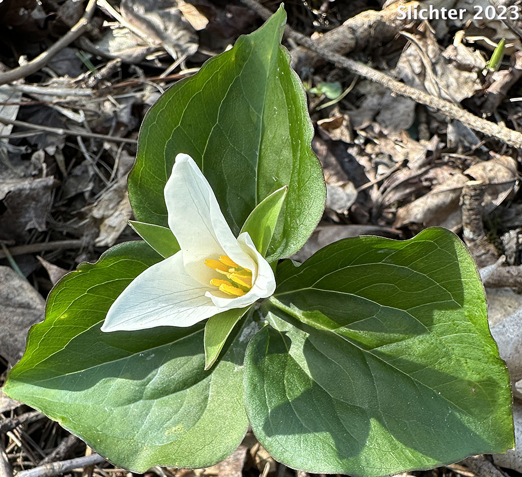 Western Wake-robin, Wakerobin, Trillium, Pacific Trillium: Trillium ovatum ssp. ovatum (Synonyms: Trillium ovatum var. ovatum, Trillium scouleri)