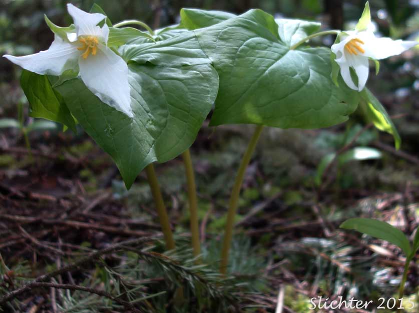 Western Wake-robin, Wakerobin, Trillium, Pacific Trillium: Trillium ovatum ssp. ovatum (Synonyms: Trillium ovatum var. ovatum, Trillium scouleri)