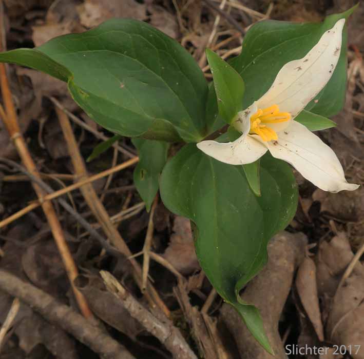 Western Wake-robin, Wakerobin, Trillium, Pacific Trillium: Trillium ovatum ssp. ovatum (Synonyms: Trillium ovatum var. ovatum, Trillium scouleri)