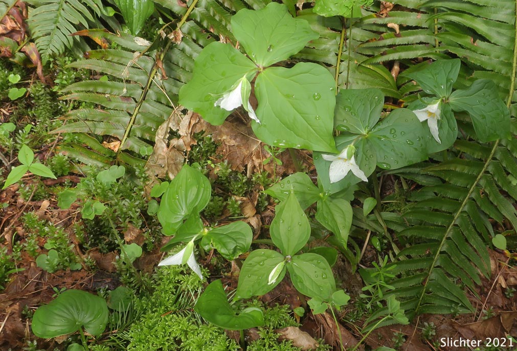 Western Wake-robin, Wakerobin, Trillium, Pacific Trillium: Trillium ovatum ssp. ovatum (Synonyms: Trillium ovatum var. ovatum, Trillium scouleri)