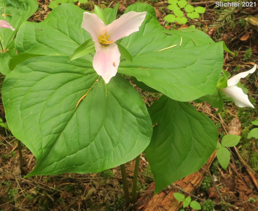 Western Wake-robin, Wakerobin, Trillium, Pacific Trillium: Trillium ovatum ssp. ovatum (Synonyms: Trillium ovatum var. ovatum, Trillium scouleri)