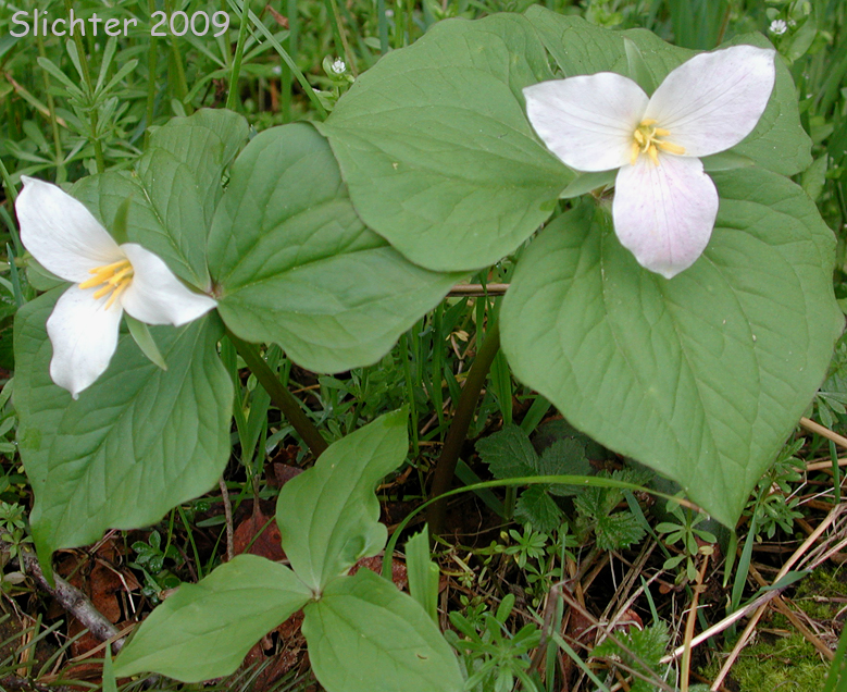 Western Wake-robin, Western Wood Lily, Wakerobin, Trillium, Pacific Trillium: Trillium ovatum ssp. ovatum