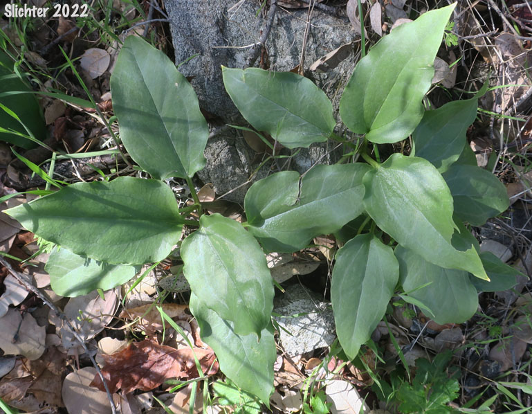 Brook Trillium, Brook Wakerobin: Trillium rivale (Synonym: Pseudotrillium rivale)