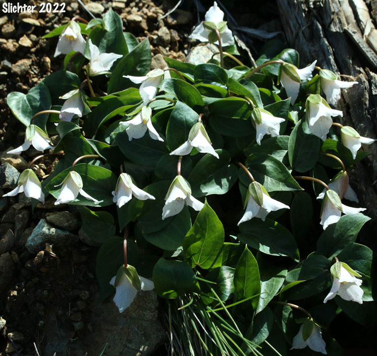Brook Trillium, Brook Wakerobin: Trillium rivale (Synonym: Pseudotrillium rivale)