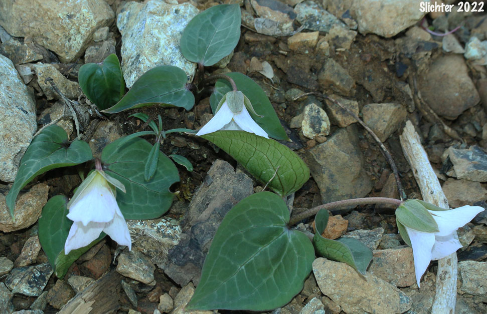 Brook Trillium, Brook Wakerobin: Trillium rivale (Synonym: Pseudotrillium rivale)
