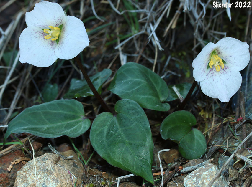 Brook Trillium, Brook Wakerobin: Trillium rivale (Synonym: Pseudotrillium rivale)