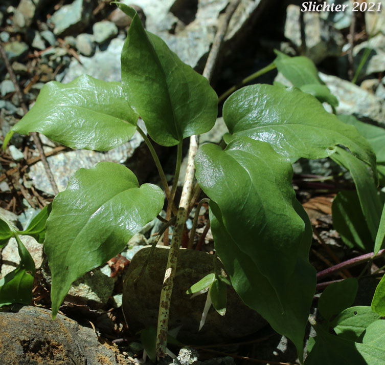 Brook Trillium, Brook Wakerobin: Trillium rivale (Synonym: Pseudotrillium rivale)
