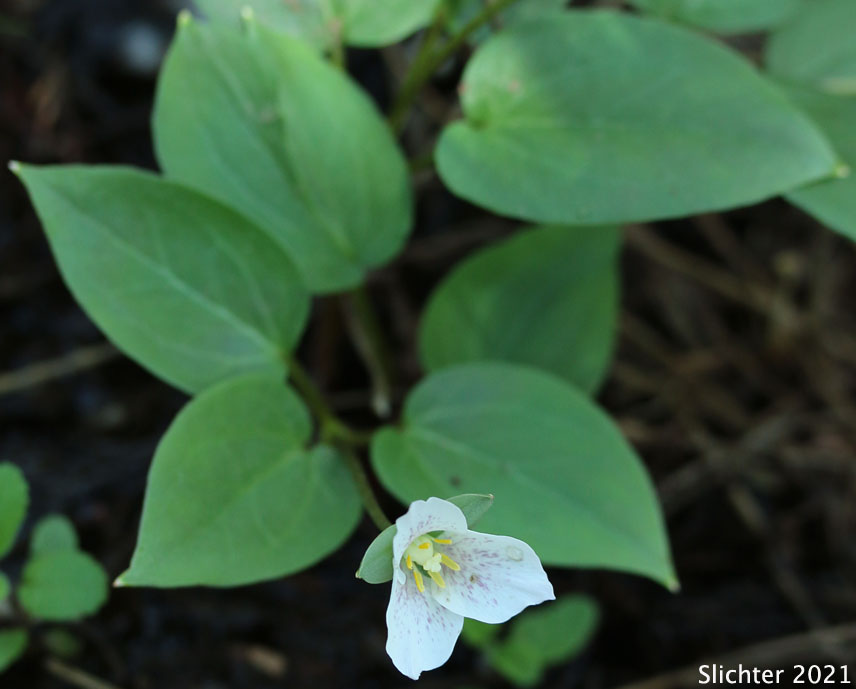 Brook Trillium, Brook Wakerobin: Trillium rivale (Synonym: Pseudotrillium rivale)