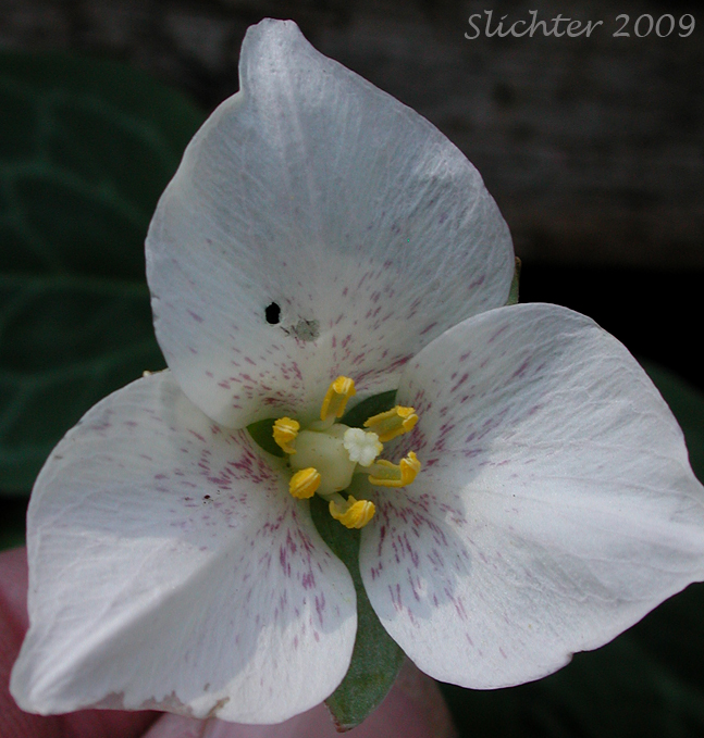 Flower of Brook Trillium, Brook Wakerobin: Trillium rivale (Synonym: Pseudotrillium rivale)