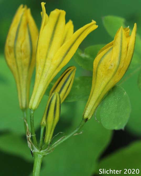 Yellow Triteleia, Yellow Brodiaea: Triteleia crocea (Synonym: Brodiaea crocea)