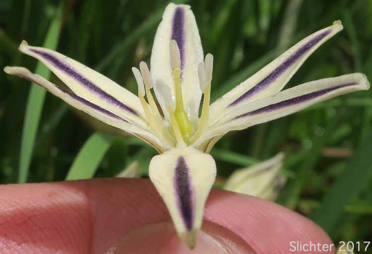 Henderson's Brodiaea: Triteleia hendersonii (Synonyms: Brodiaea leachiae, Brodiaea hendersonii, Brodiaea hendersonii var. galeae, Triteleia hendersonii var. hendersonii, Triteleia hendersonii var. leachiae, Brodiaea hendersonii var. hendersonii)