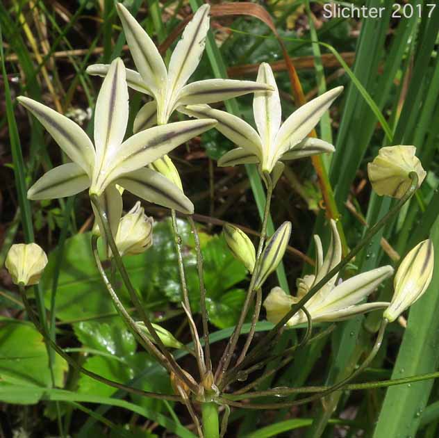 Inflorescence of Henderson's Brodiaea: Triteleia hendersonii (Synonyms: Brodiaea leachiae, Brodiaea hendersonii, Brodiaea hendersonii var. galeae, Triteleia hendersonii var. hendersonii, Triteleia hendersonii var. leachiae, Brodiaea hendersonii var. hendersonii)