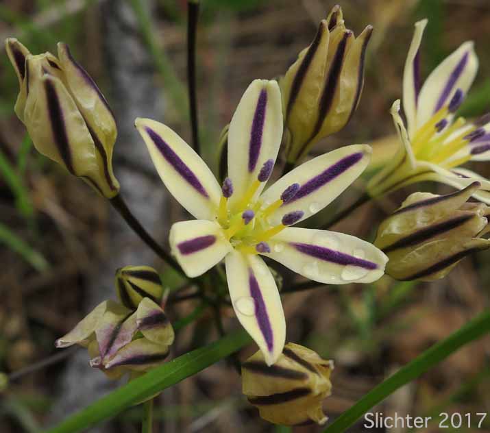 Henderson's Brodiaea: Triteleia hendersonii (Synonyms: Brodiaea leachiae, Brodiaea hendersonii, Brodiaea hendersonii var. galeae, Triteleia hendersonii var. hendersonii, Triteleia hendersonii var. leachiae, Brodiaea hendersonii var. hendersonii)