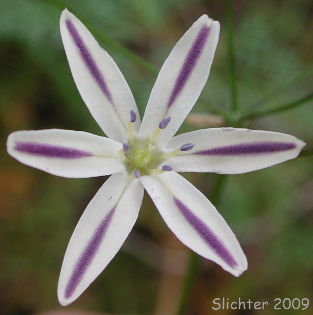 Henderson's Brodiaea: Triteleia hendersonii