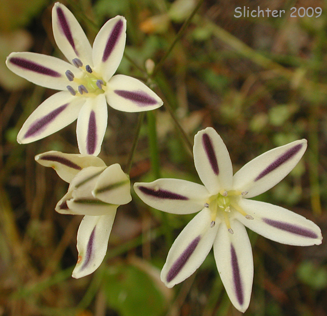 Henderson's Brodiaea: Triteleia hendersonii
