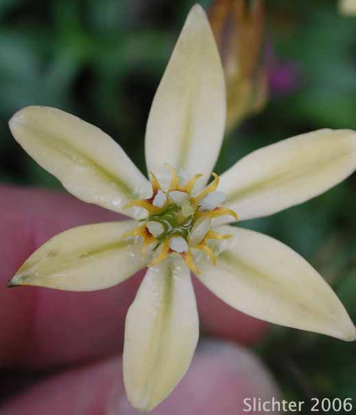 Prettyface, Golden Triteleia: Triteleia ixioides (Synonyms: Brodiaea scabra, Brodiaea scabra var. anilina, Calliprora scabra, Triteleia ixioides ssp. anilina, Triteleia ixioides ssp. scabra)