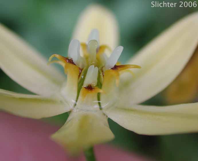 Prettyface, Golden Triteleia: Triteleia ixioides (Synonyms: Brodiaea scabra, Brodiaea scabra var. anilina, Calliprora scabra, Triteleia ixioides ssp. anilina, Triteleia ixioides ssp. scabra)