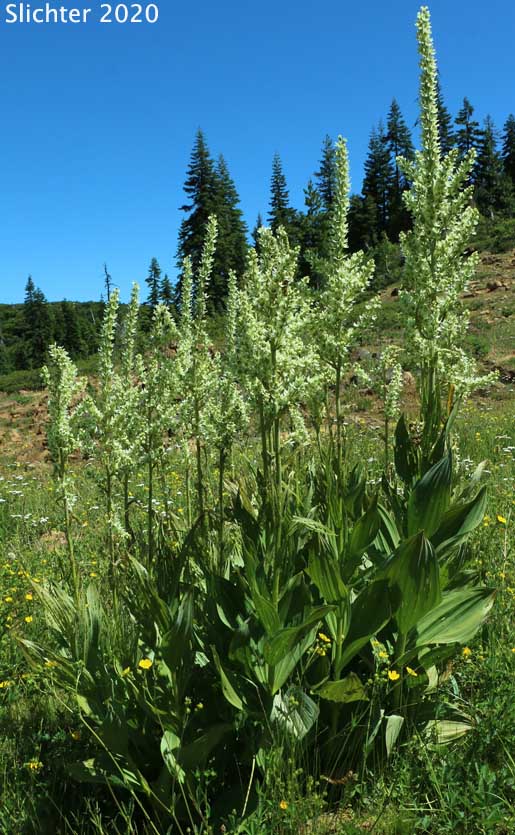 California False Hellebore, Californica Wild Hellebore, White False Hellebore, Skunk Cabbage: Veratrum californicum var. californicum (Synonyms: Veratrum eschscholtzii var. watsonii, Veratrum jonesii, Veratrum speciosum)
