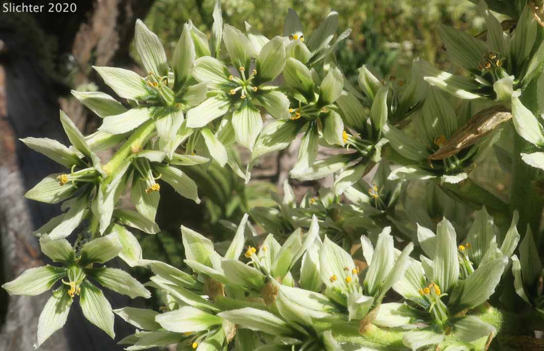 California False Hellebore, Californica Wild Hellebore, White False Hellebore, Skunk Cabbage: Veratrum californicum var. californicum (Synonyms: Veratrum eschscholtzii var. watsonii, Veratrum jonesii, Veratrum speciosum)
