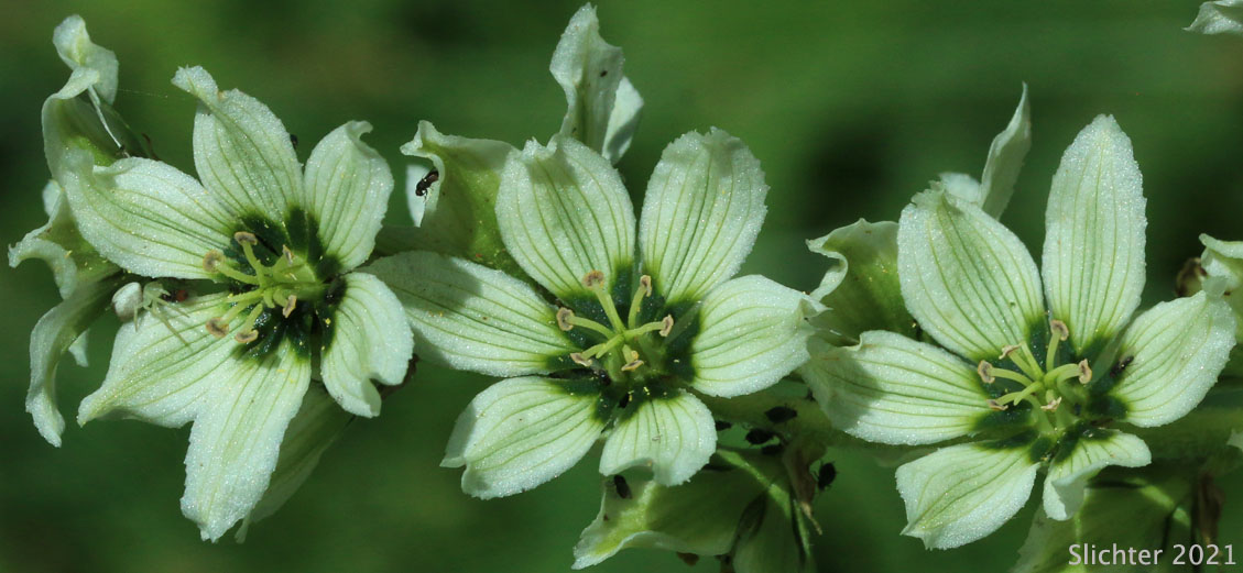 California False Hellebore, Californica Wild Hellebore, White False Hellebore, Skunk Cabbage: Veratrum californicum var. californicum (Synonyms: Veratrum eschscholtzii var. watsonii, Veratrum jonesii, Veratrum speciosum)