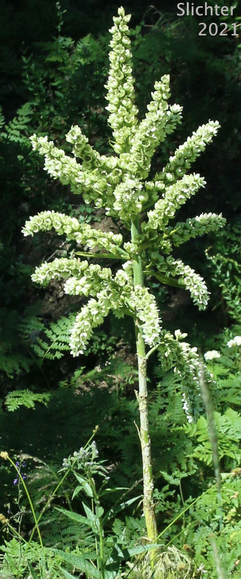 California False Hellebore, Californica Wild Hellebore, White False Hellebore, Skunk Cabbage: Veratrum californicum var. californicum (Synonyms: Veratrum eschscholtzii var. watsonii, Veratrum jonesii, Veratrum speciosum)