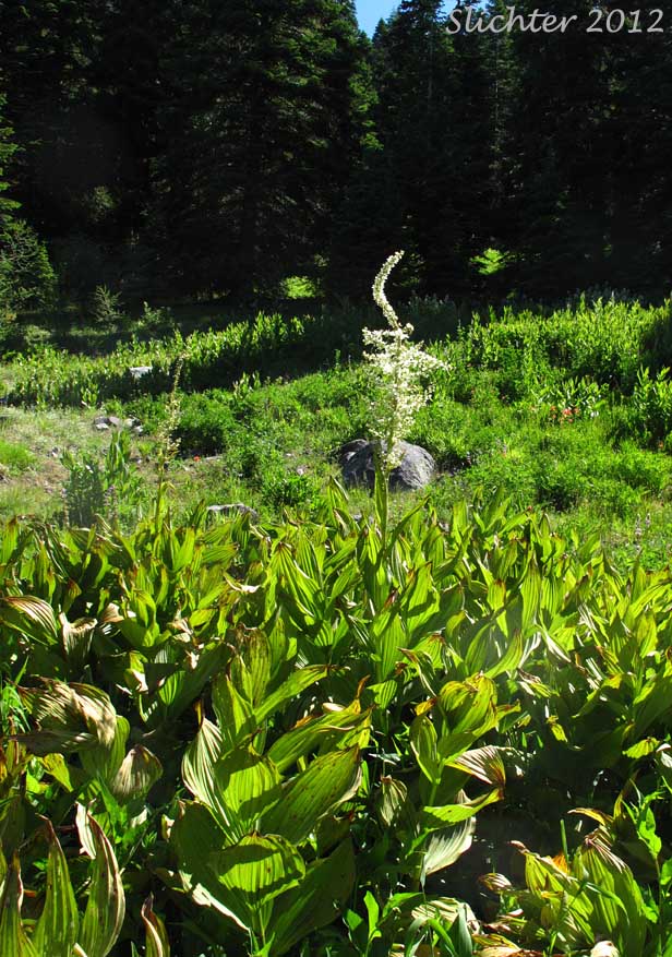 California False Hellebore, Californica Wild Hellebore, White False Hellebore, Skunk Cabbage: Veratrum californicum var. californicum (Synonyms: Veratrum eschscholtzii var. watsonii, Veratrum jonesii, Veratrum speciosum)