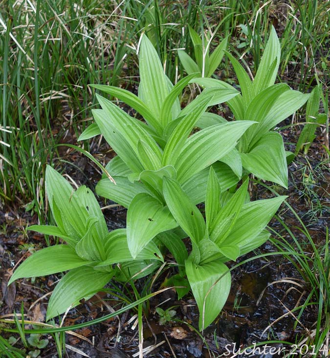 California False Hellebore, Californica Wild Hellebore, White False Hellebore, Skunk Cabbage: Veratrum californicum var. californicum (Synonyms: Veratrum eschscholtzii var. watsonii, Veratrum jonesii, Veratrum speciosum)