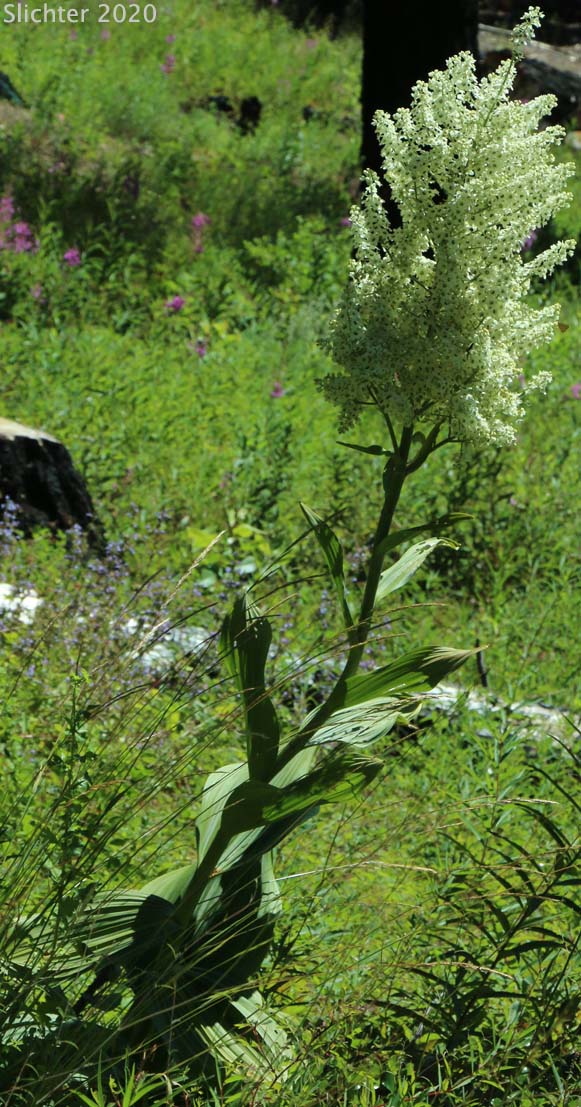 Siskiyou False Hellebore, Siskiyou Wild Hellebore: Veratrum insolitum