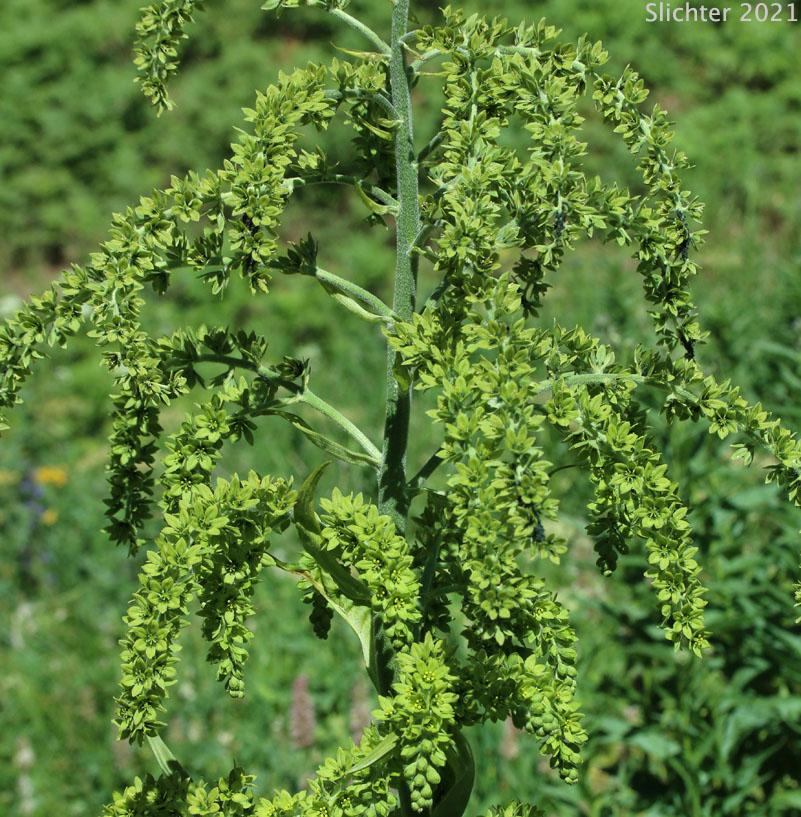 American Wild Hellebore, Green False Hellebore, Indian Poke: Veratrum viride var. eschscholtzianum (Synonym: Veratrum viride var. escholtzii)