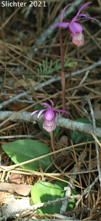 Calypso, Calypso Orchid, Fairy Slipper, Fairy Slipper Orchid: Calypso bulbosa var. occidentalis (Synonym: Calypso bulbosa ssp. occidentalis)