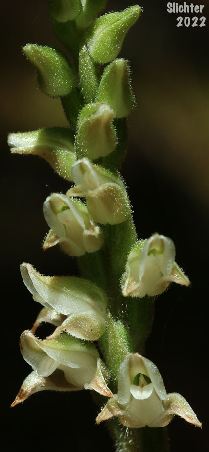 Inflorescence of Western Rattlesnake Plantain, Green-leaf Rattlesnake-plantain, Giant Rattlesnake Plantain, Menzie's Rattlesnake Plantain: Goodyera oblongifolia (Synonyms: Goodyera decipiens, Peramium decipiens)