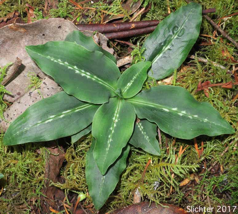 Western Rattlesnake Plantain, Green-leaf Rattlesnake-plantain, Giant Rattlesnake Plantain, Menzie's Rattlesnake Plantain: Goodyera oblongifolia (Synonyms: Goodyera decipiens, Peramium decipiens)