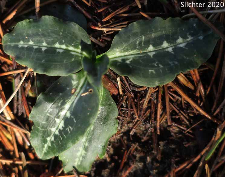 Western Rattlesnake Plantain, Green-leaf Rattlesnake-plantain, Giant Rattlesnake Plantain, Menzie's Rattlesnake Plantain: Goodyera oblongifolia (Synonyms: Goodyera decipiens, Peramium decipiens)