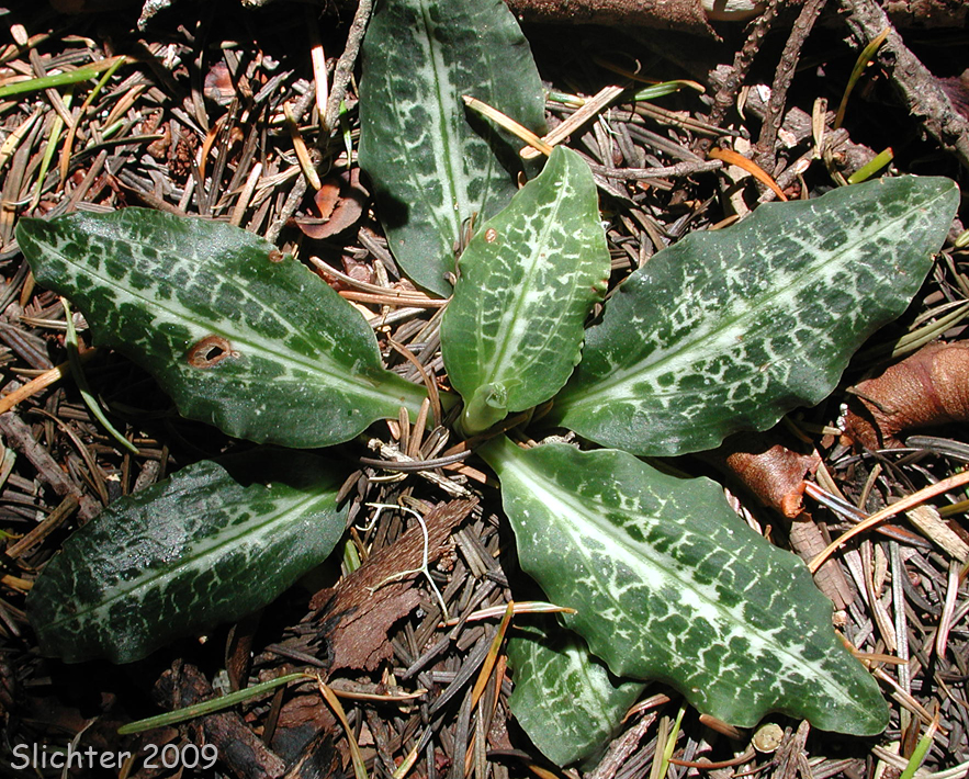 Basal rosette of leaves of Western Rattlesnake Plantain, Green-leaf Rattlesnake-plantain, Giant Rattlesnake Plantain, Menzie's Rattlesnake Plantain: Goodyera oblongifolia (Synonyms: Goodyera decipiens, Peramium decipiens)