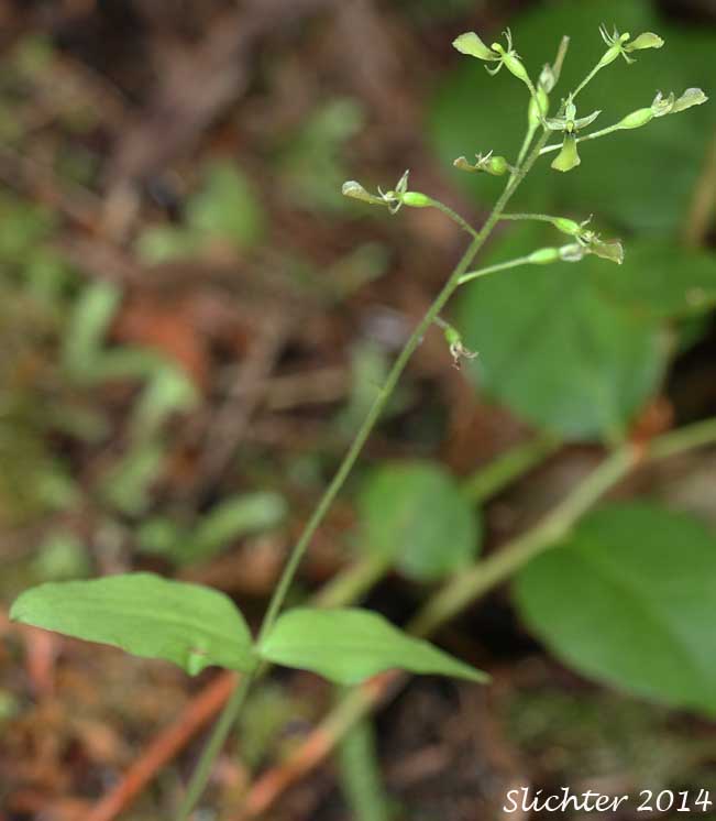 Northwest Twayblade, Northwestern Twayblade, Western Twayblade: Neottia banksiana (Synonyms: Listera caurina, Listera retusa, Ophrys caurina)