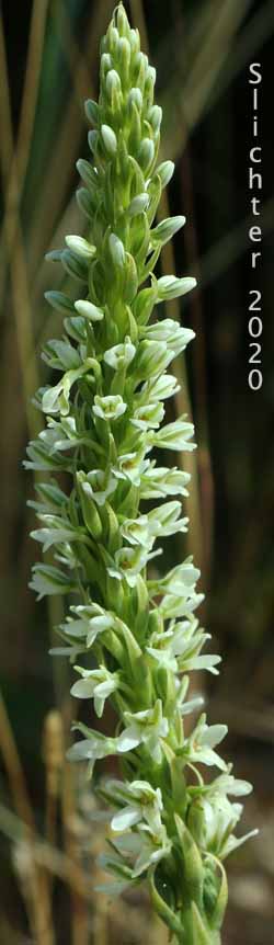 Elegant Rein Orchid, Elegant Piperia, Hillside Rein Orchid, Long-spurred Rein Orchid: Platanthera elegans (Synonyms: Habenaria elegans, Habenaria greenei, Habenaria unalascensis var. elata, Piperia elegans, Piperia elegans ssp. elegans, Piperia maritima, Piperia multiflora)